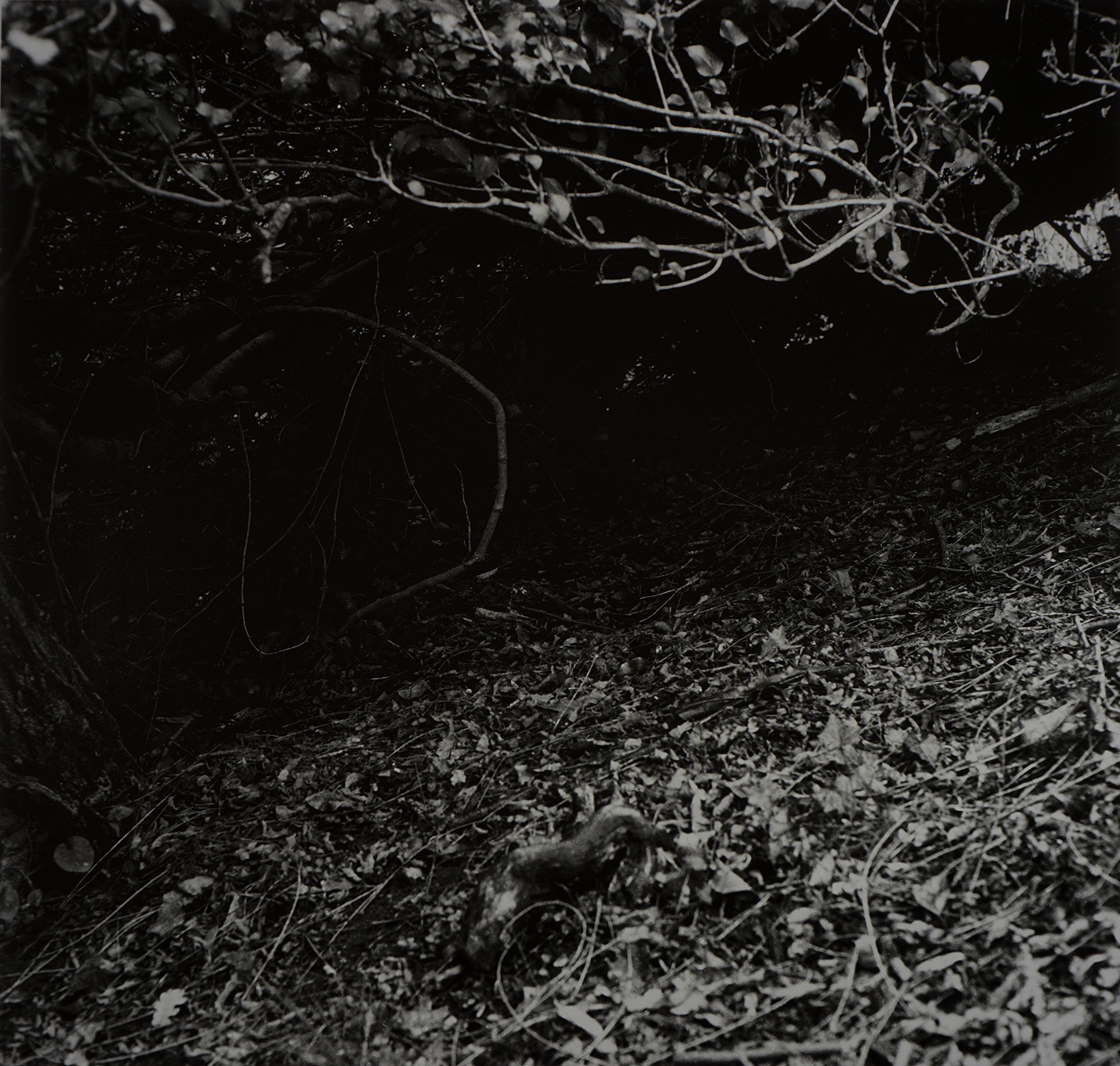 image Thom Puckey Triptych (cavity - ladder - cavity) 1